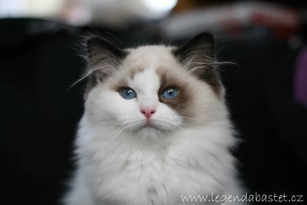 Chovatelská stanice ragdoll