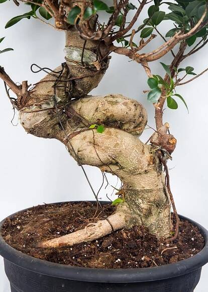 Fíkus, Ficus microcarpa, bonsaj Ginseng, skladem | ZAZUMi.cz