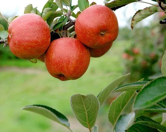 Germany – Ciderlands
