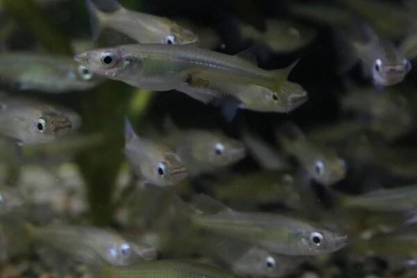 Záchranné chovy » Sulawesi Keepers