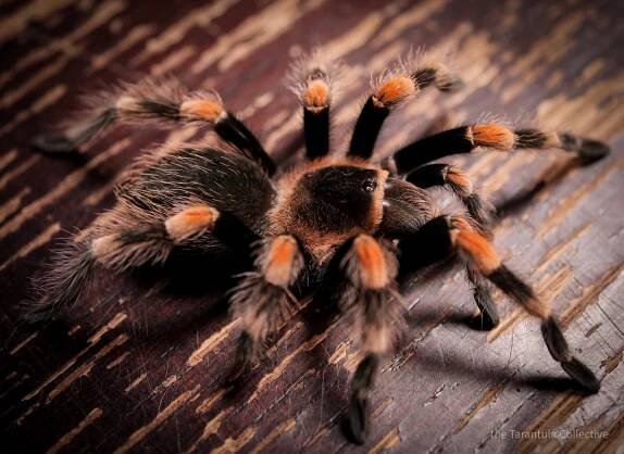 Brachypelma hamorii — The Tarantula Collective