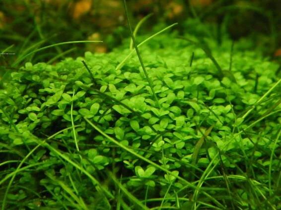 Hemianthus callitrichoides 'Cuba' - malokvětka hvězdošovitá 'Cuba'