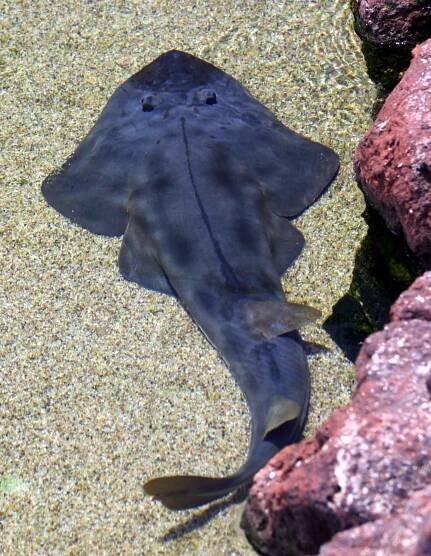 Guitarfish