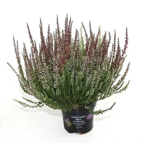 Landgard Vřes obecný (Calluna vulgaris) "Garden Girls Trio XL" pr. cca 13 cm nakoupit u OBI