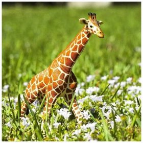 Žirafa síťovaná - Mymino