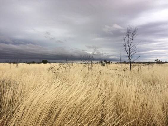 Gibson Desert Nature Reserve - Wikipedia