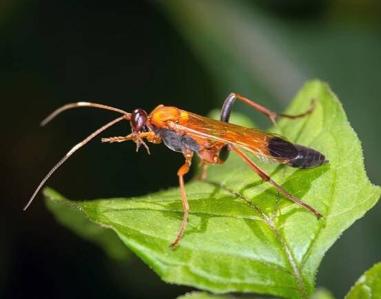 Wasps shine a light on 'dark biodiversity' in rainforests