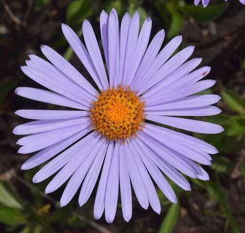 Obrázek - Aster tongolensis (hvězdnice tongolská) | BioLib.cz