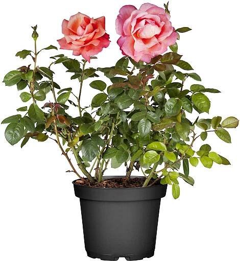 Ušlechtilé růže růžové výška cca 10 - 20 cm květináč cca 3 l