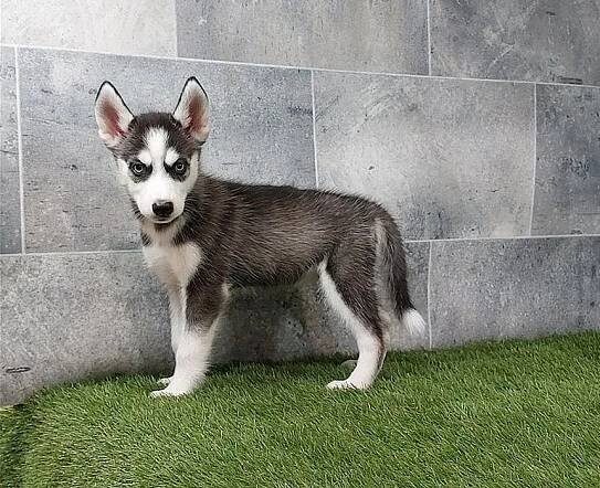 Sibiřský husky s PP - České Budějovice 1 (část) (České Budějovice), Prodám | ChovZvířat.cz