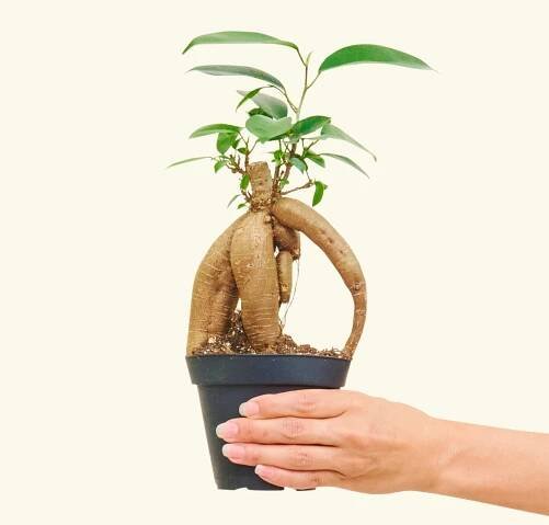 Small Ficus Ginseng in a 4 inches grow pot