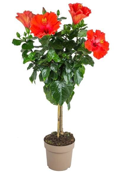 GROW by OBI Ibišek čínská růže kmínek (Hibiscus sinensis), různé barvy, 100 cm nakoupit u OBI