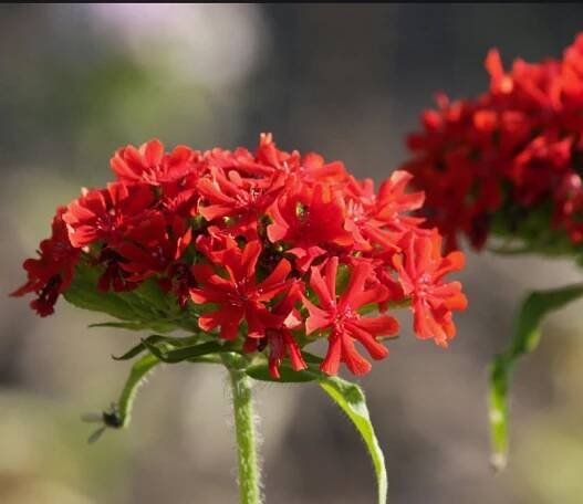 Maltese-cross