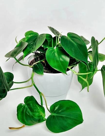 Philodendron Scandens Moss Pole