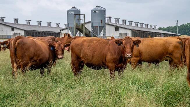 Cenovka - hovězí maso - květen 2025 - Agropress.cz