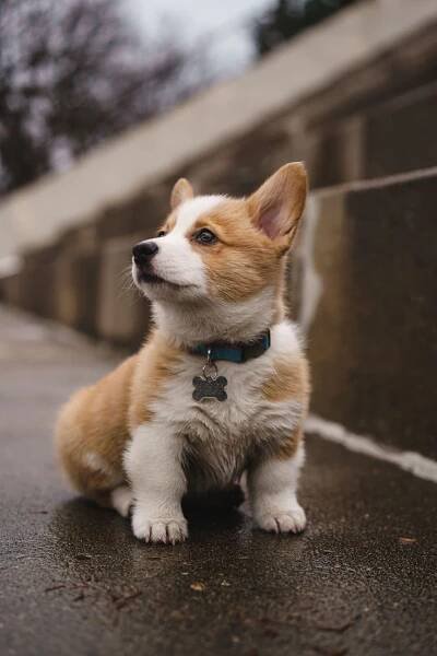 #corgi