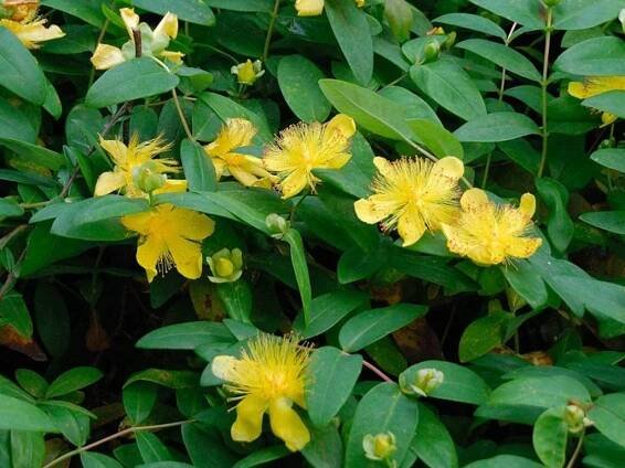Třezalka kalíškatá 'Rose Von Sharon' - Hypericum calycinum 'Rose Von Sharon' Balení: kontejner C2