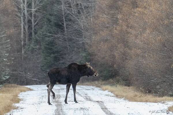 Wildlife Photography Portfolio - Jill Beim Nature & Conservation Photography