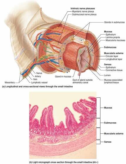 Duodenum anatomy