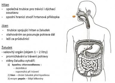 Hltan. - společná trubice pro trávicí i dýchací soustavu. spodní hranici stvoří hrtanová příklopka. Jícen. - trubice spojující hltan a žaludek. - stahováním se posunuje potrava dál. leží za průdušnicí. Žaludek. - vakovitý orgán (objem 1 – 2 litry) promíchávání a trávení potravy. stěny žaludku vytváří: kyselinu chlorovodíkovou : - dezinfekce. - napomáhá při trávení. 2) hlen – chrání žaludek před kyselinou. 3) enzym pepsin – štěpí bílkoviny.