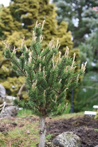 Fun photos - Cascade Conifers