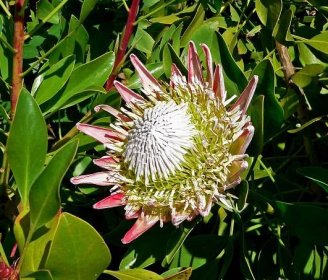 File:Protea cynaroides 1.jpg