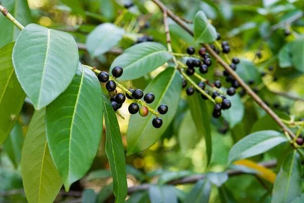 Bobkovišeň (Prunus laurocerasus) přirozeně roste hlavně ve východních oblastech v okolí Černého moře. Říká se jí také vavřínovec lékařský, bobkotřešeň nebo střemcha či višeň bobková.