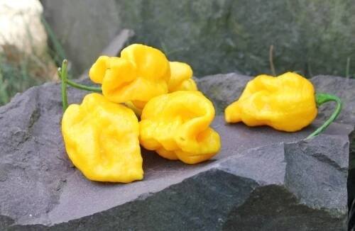 Trinidad Moruga Scorpion Yellow Přečtěte si více na chillidoupe.cz