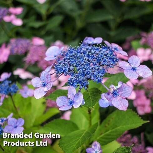 Hydrangea serrata 'Bluebird' plants | Thompson & Morgan