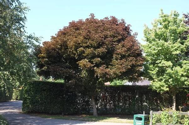 Acer platanoides 'Crimson Sentry'