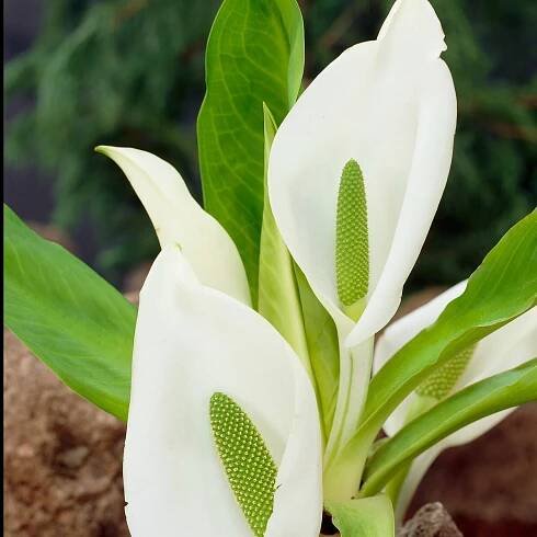 Arum Bananenbaum weiß - Bakker