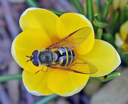 Sweet Nectar