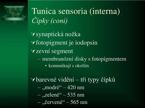 PPT - Zrakový aparát PowerPoint Presentation, free download - ID:4181977