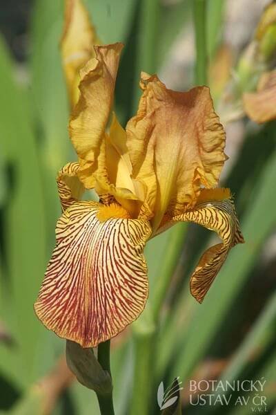 Iris barbata elatior Clara Noyes (3) | HORTIFOTO | Autoři | iBotky.cz