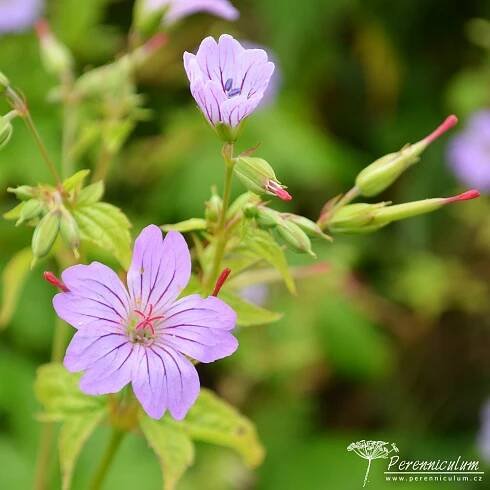 Geranium nodosum 'Svelte Lilac'