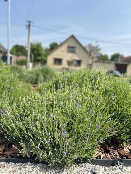 Cejle na Jihlavsku zazářila ve Vesnici roku. Cejláci se umí semknout, říká starostka