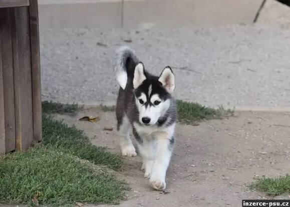 SIBIŘSKÝ HUSKY