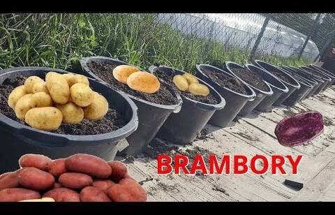 BRAMBORY sázení do nádob, příprava sadby