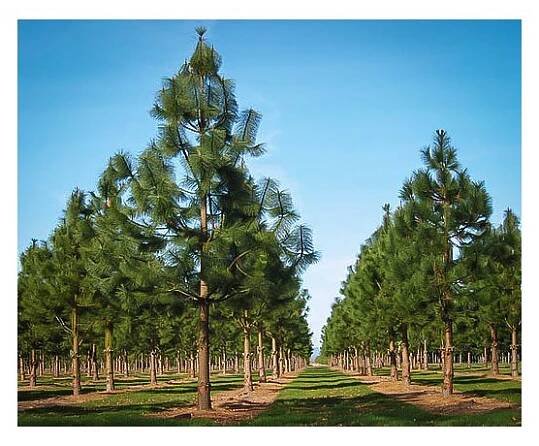 ponderosa pine 4