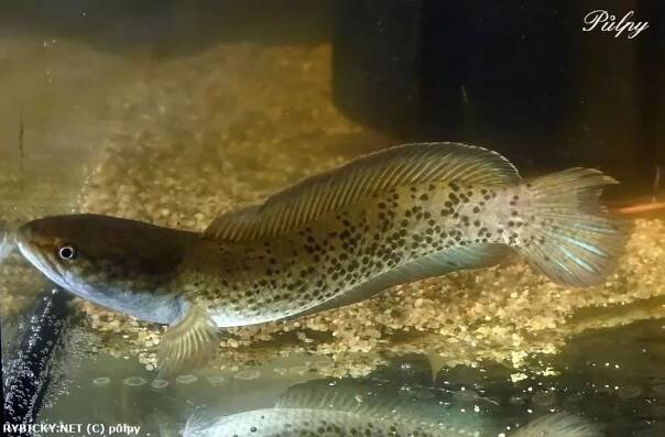 Hadohlavec stewartii - Channa stewartii