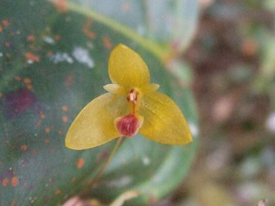 Bulbophyllum dryas