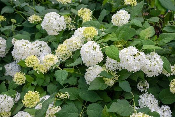 How to Grow and Care for Smooth Hydrangea (Hydrangea arborescens)