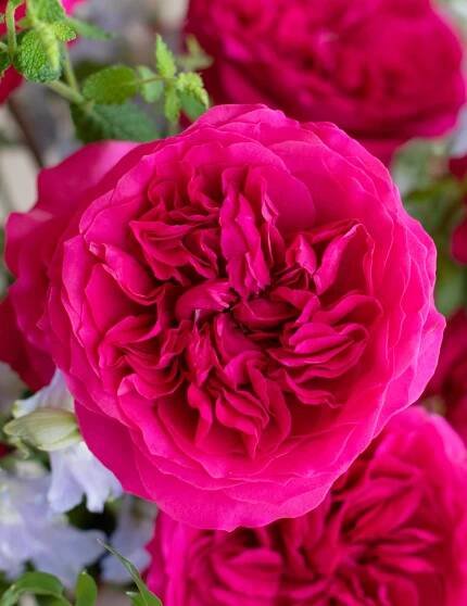 Hettie - David Austin Wedding and Event Roses