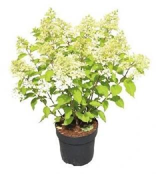 Hortenzie latnatá FloraSelf Hydrangea paniculata 'Phantom' výška 50-60 cm květináč 5 l