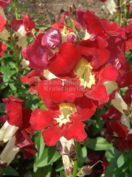 Antirrhinum majus "La Bella Red & White - hledík Zahradnictví Krulichovi - zahradnictví, květinářství, trvalky, skalničky