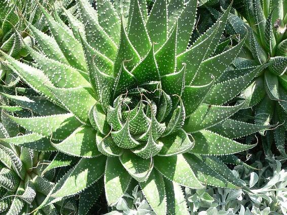 El Aloe aristata forma grupos