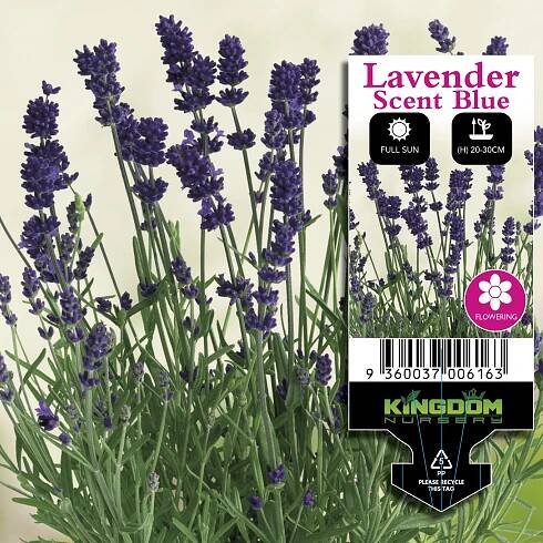 Mega Punnets 6 pack 10 Pack - Kingdom Wholesale Nursery