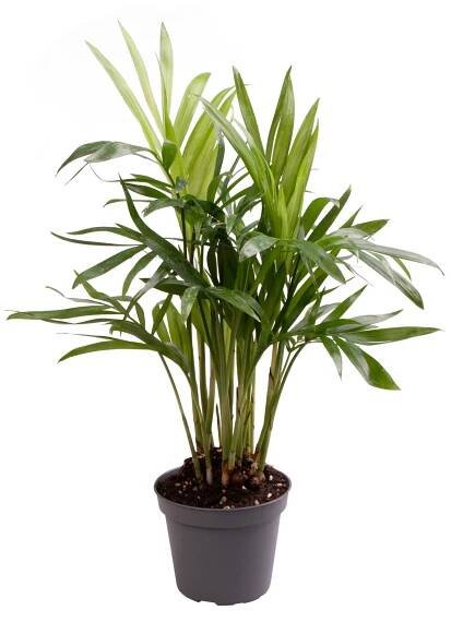 Chamaedorea Elegans