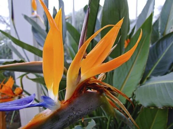 Bird Of Paradise As A Houseplant – Keeping A Bird Of Paradise Inside