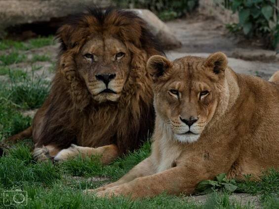 ZOO Dvorec - Borovany, Jižní Čechy | Regiontourist.cz